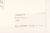 鵝仔草藏品圖，第3張