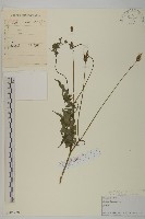 鬼針藏品圖，第1張