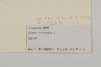 鬼針藏品圖，第3張