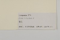 紫菀藏品圖，第3張