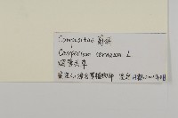 杓兒菜藏品圖，第3張