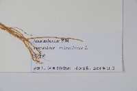 反枝莧藏品圖，第2張