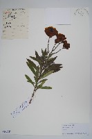 夾竹桃藏品圖，第1張