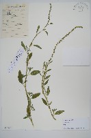 登錄號:S105251藏品圖，第1張