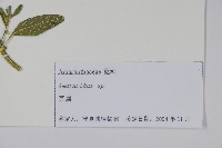 登錄號:S105251藏品圖，第2張