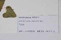 北馬兜鈴藏品圖，第2張