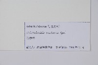 北馬兜鈴藏品圖，第2張