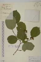 南蛇藤藏品圖，第1張