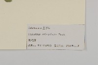 南蛇藤藏品圖，第3張