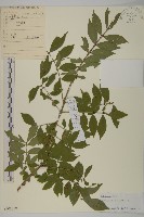 衛矛藏品圖，第1張