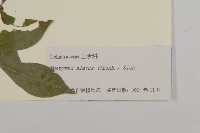 衛矛藏品圖，第3張