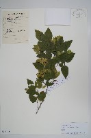 鵝耳櫪藏品圖，第1張