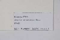 鵝耳櫪藏品圖，第2張