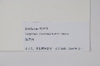 鵝耳櫪藏品圖，第2張