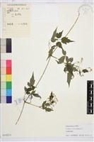 短尾鐵線蓮藏品圖，第1張