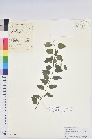 雀兒舌頭藏品圖，第1張