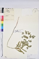 乳漿大戟藏品圖，第1張