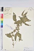 鐵莧菜藏品圖，第1張