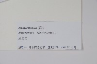 反枝莧藏品圖，第2張