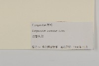 杓兒菜藏品圖，第3張