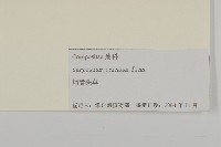 杓兒菜藏品圖，第3張