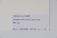 展枝沙參藏品圖，第2張