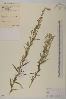 野艾蒿藏品圖，第1張