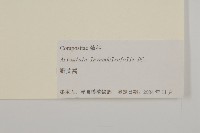 野艾蒿藏品圖，第3張