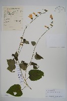 薺苨藏品圖，第1張