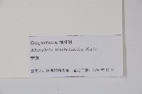 薺苨藏品圖，第2張