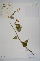 薺苨藏品圖，第1張