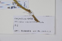 薺苨藏品圖，第2張