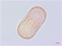 萵木藏品圖，第1張