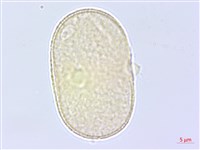 萵木藏品圖，第2張