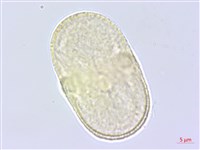 萵木藏品圖，第3張