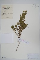 砂引草藏品圖，第1張