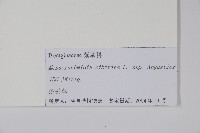 砂引草藏品圖，第2張