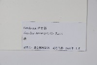 榛樹藏品圖，第2張