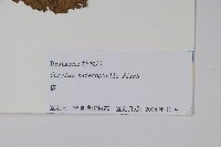 榛樹藏品圖，第2張