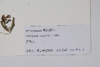 羅布麻藏品圖，第2張