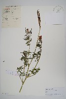 角蒿藏品圖，第1張