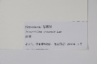 角蒿藏品圖，第2張