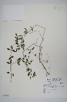 爵床藏品圖，第1張