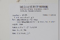 爵床藏品圖，第2張