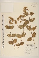 花蓮澤蘭藏品圖，第1張