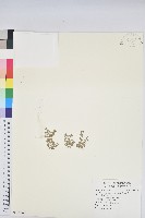 匐根大戟藏品圖，第1張