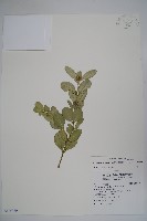 琉球黃楊藏品圖，第1張