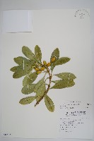 蘭嶼念珠藤藏品圖，第1張