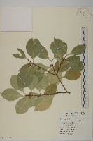 日本賽衛矛、日本假衛矛藏品圖，第1張