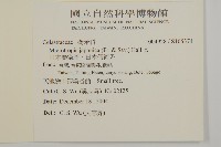 日本賽衛矛、日本假衛矛藏品圖，第2張